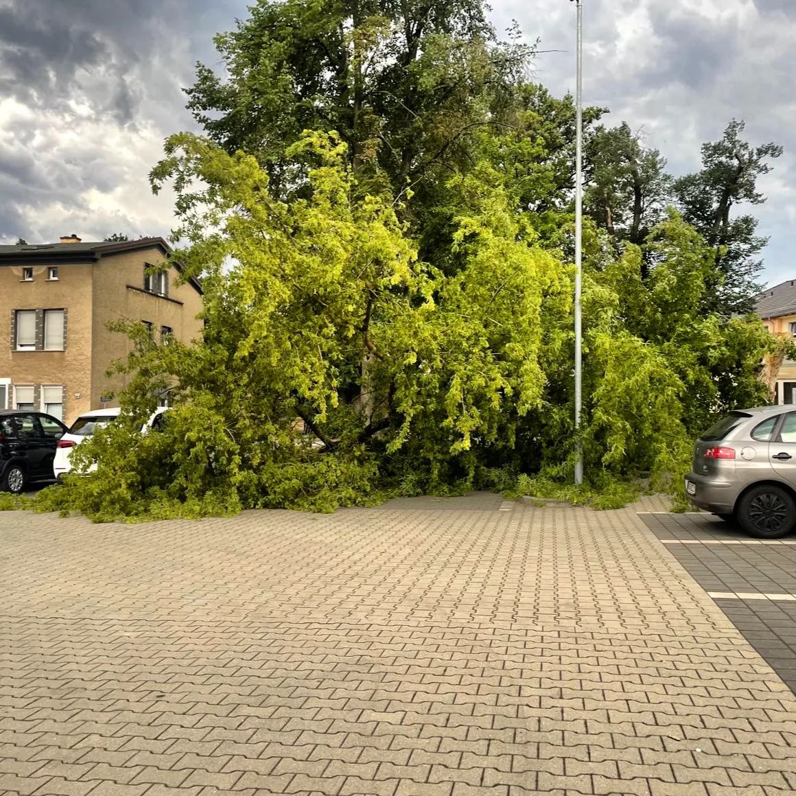 45 - H1 Baum auf Straße