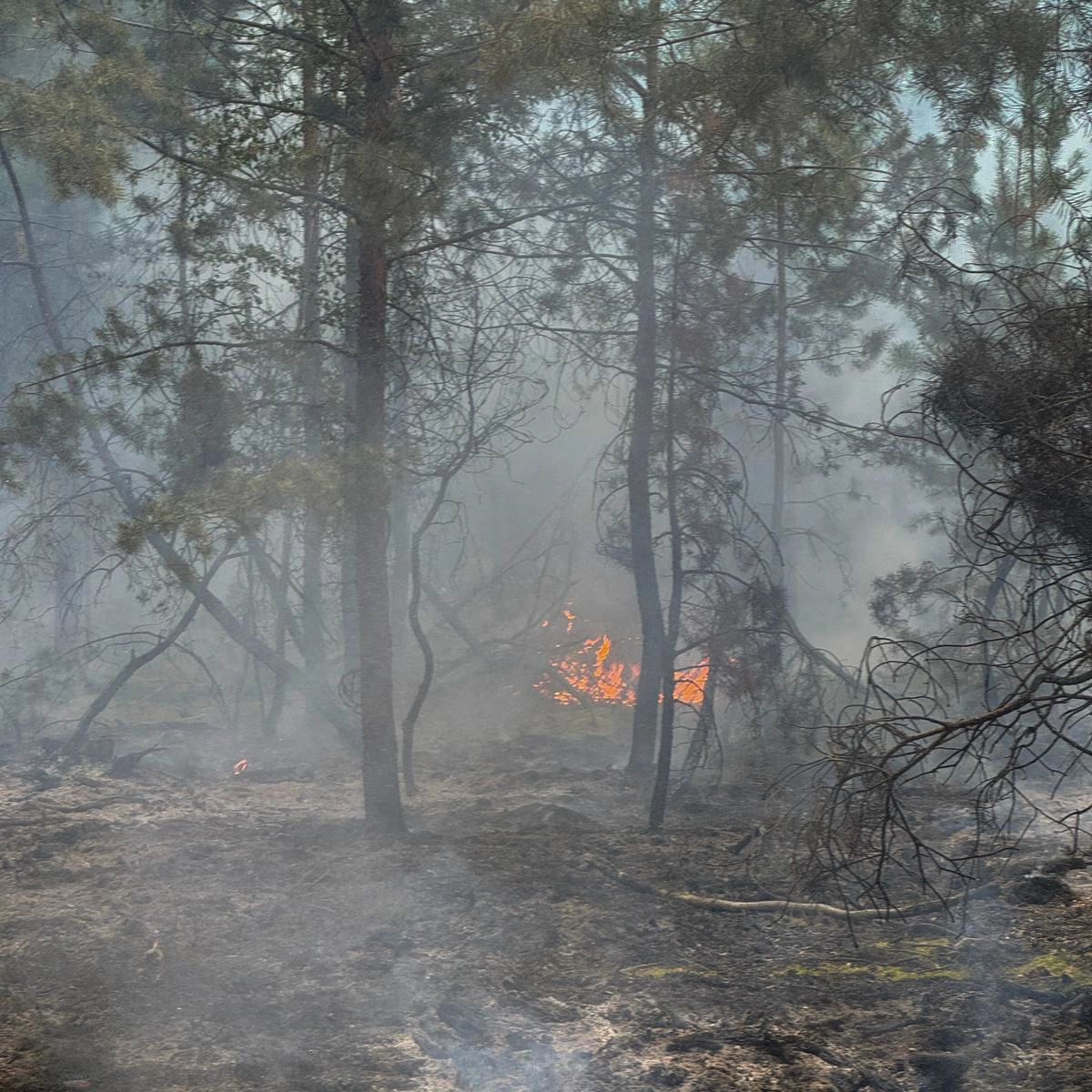 53 - Waldbrand Groß